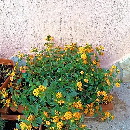 Beranu